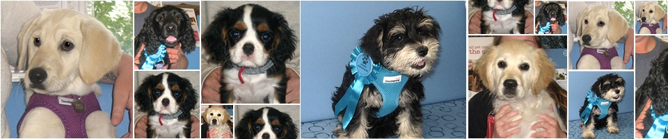 May 2018 Puppy Party Graduates