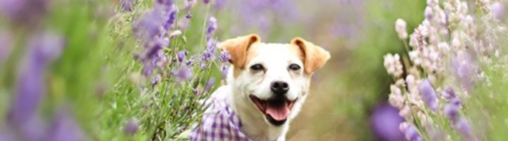 Dog in Lavender