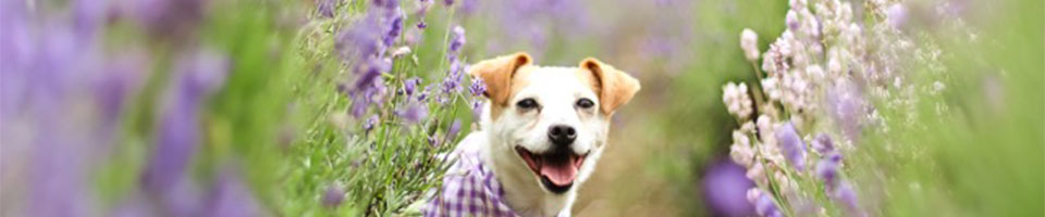 Dog in Lavender