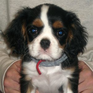 Maisie the Cavalier King Charles Spaniel, Macqueen Puppy Party Graduate from Stert