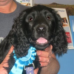 Percy the Cocker Spaniel Macqueen Puppy Graduate from Devizes