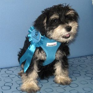 Reggie the Miniature Schnauzer, Macqueen Puppy Party Graduate from Potterne