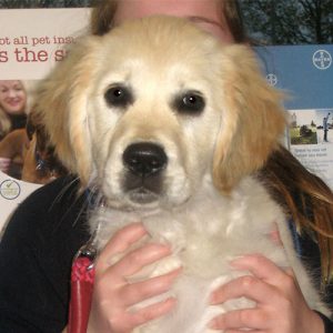 Teazle the Golden Retriever, Puppy Party Graduate from Potterne