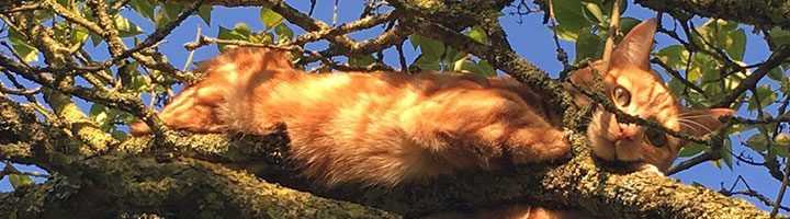 cat in tree