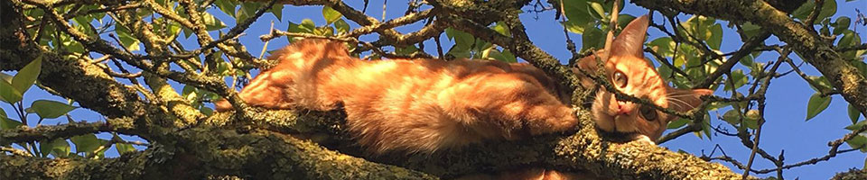 cat in tree