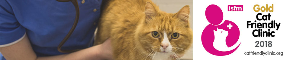 cat-friendly-clinic header
