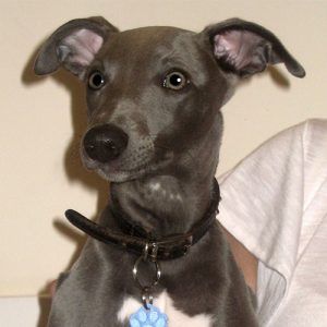 Blue the Whippet, Macqueen Puppy Party graduate from Devizes.