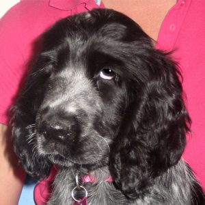 Ivy the Cocker Spaniel, Macqueen Puppy party graduate from All Cannings
