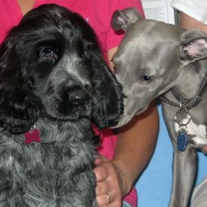 Blue the Whippet and Ivy the Cocker Spaniel, Macqueen Puppy party graduate