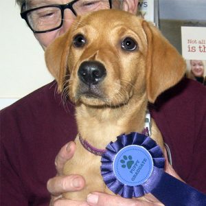 Izzie the Labrador, Macqueen Puppy Party Graduate from Calne