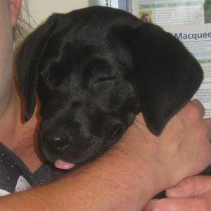 Luna the Labrador, Macqueen Puppy Party Graduate from Devizes