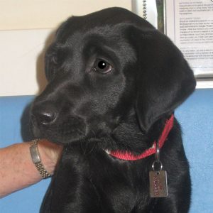 Rumba the Labrador, Macqueen Puppy Party Graduate from Little Cheverell