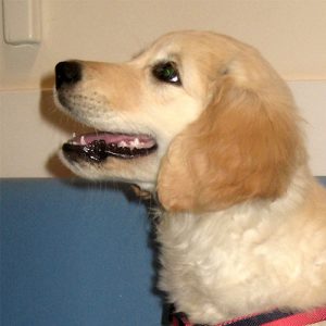 Tatty the Golden Retriever, Macqueen Puppy Party Graduate from Devizes