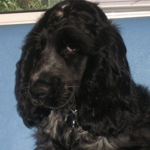 Archie the Cocker Spaniel, Macqueen Puppy Party graduate from All Cannings