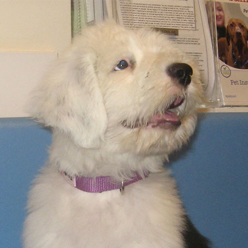 Lady the Old English Sheepdog, Macqueen Puppy Party Graduate from Devizes