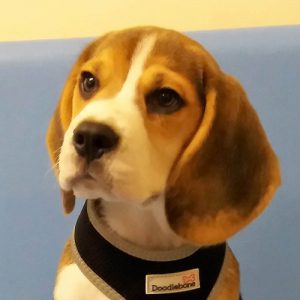 Beau the Beagle, Macqueen Puppy party Graduate from Devizes