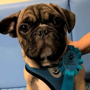 Blue the French Bulldog, Macqueen Puppy Party Graduate from Devizes