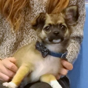 Dexter the Chihuahua, Macqueen Puppy Graduate from All Cannings