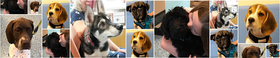 Macqueen Puppy Party Graduates in August 2018