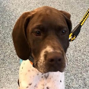 Margot the Pointer, Macqueen Puppy Party graduate from Marston