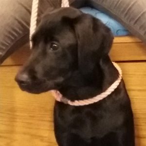 Pepper the Labrador, Macqueen Puppy Party Graduate from Bromham