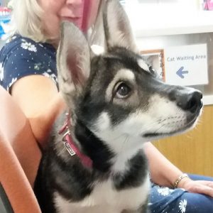 Sokeri the Siberian Husky, Macqueen Puppy Party graduate from Coate