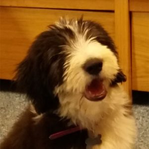 Betsy the Bearded Retriever, Macqueen Puppy Party Graduate from Devizes.