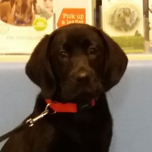 Hector the Labrador, Macqueen Puppy Party graduate from Devizes