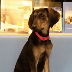 Juno the Saluki x Labrador, Macqueen Puppy Party graduate from Cherhill