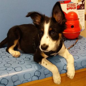 Khaleesi the Border Collie, Macqueen Puppy party graduate from Devizes