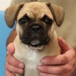 Mabel the French Bulldog, Macqueen Puppy Party graduate from Rowde.