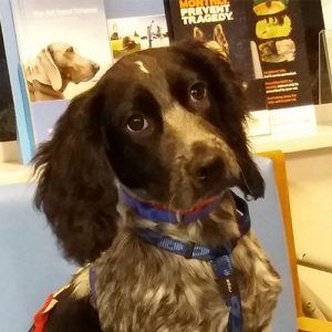 Misty the Sprocker, Macqueen Puppy Party graduate from Devizes