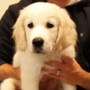 Teddy the Golden Retriever, Macqueen Puppy Party Graduate from Devizes