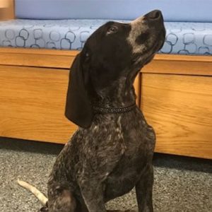 Charlie the French Pointer, Macqueen puppy Party Graduate from Stert