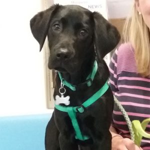 Charlie the Labrador, Macqueen Puppy Party Graduate from Allington