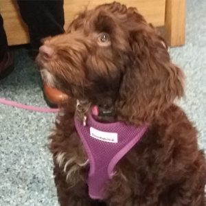 Cocoa the Cockerpoo' Macqueen Puppy Party Graduate from Devizes