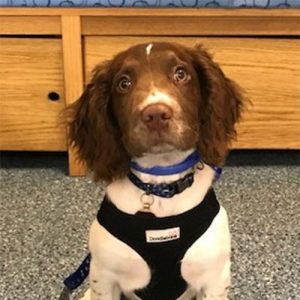 Oscar the Springer Spaniel, Macqueen Puppy party graduate from Devizes