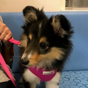 Tanya the Sheltie, Macqueen Puppy Party Graduate from Calne