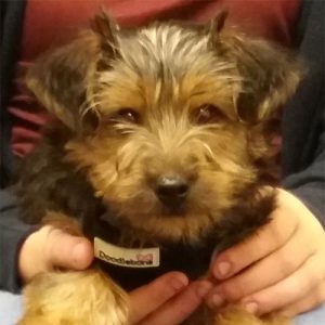 Tiny Teddy the Yorkshire Terrier, Macqueen Puppy Party graduate from Devizes