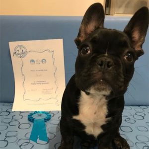 Zeus the French Bulldog, Macqueen Puppy Party Graduate from Devizes