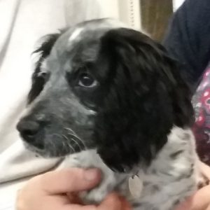 Betsy the Cocker Spaniel, Macqueen Puppy Party graduate from Berwick Bassett