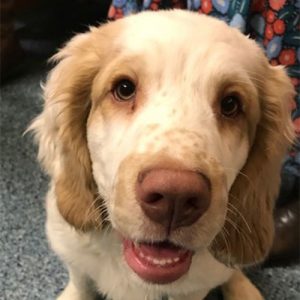 Freddie the Clumber Spaniel, Macqueen Puppy Graduate from Melksham