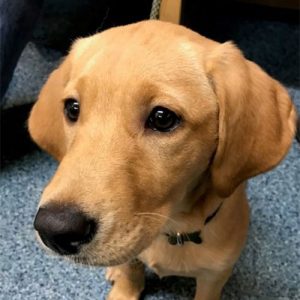 Gigha the Labrador, Macqueen Puppy Party Graduate from Wedhampton