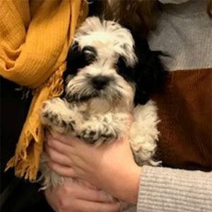 Matilda the Bichon x Shihtzu, Macqueen Puppy party graduate from Devizes