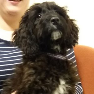 Molly the Cockerpoo, Macqueen Puppy Party graduate from Devizes