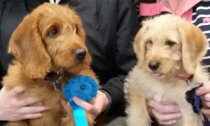 Ozzy & Poppy the Labradoodles, Macqueen Puppy party Graduates from Devizes