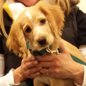Poppy the Cocker Spaniel, Macqueen Puppy Party graduate from Devizes