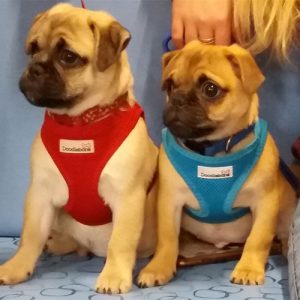 Reggie & Bailey the Pugs, Macqueen Puppy Party Graduates from Devizes