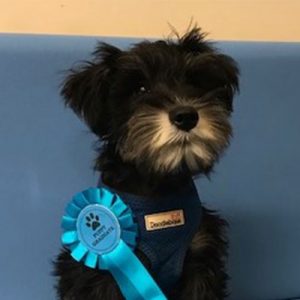 Riker the Schnauzer, Macqueen Puppy Party Graduate from Rowde