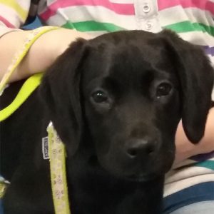 Winnie the Labrador x Spaniel, Macqueen Puppy party graduate from Devizes